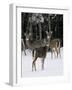 A Small Herd of White-Tailed Deer Wait at the Edge of the Woods-null-Framed Photographic Print