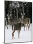 A Small Herd of White-Tailed Deer Wait at the Edge of the Woods-null-Mounted Photographic Print