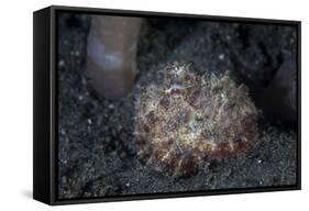 A Small Octopus Sits Camouflaged on a Sandy Seafloor-Stocktrek Images-Framed Stretched Canvas