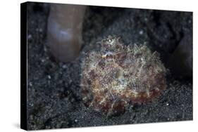 A Small Octopus Sits Camouflaged on a Sandy Seafloor-Stocktrek Images-Stretched Canvas