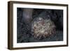 A Small Octopus Sits Camouflaged on a Sandy Seafloor-Stocktrek Images-Framed Photographic Print