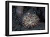 A Small Octopus Sits Camouflaged on a Sandy Seafloor-Stocktrek Images-Framed Photographic Print