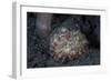 A Small Octopus Sits Camouflaged on a Sandy Seafloor-Stocktrek Images-Framed Photographic Print