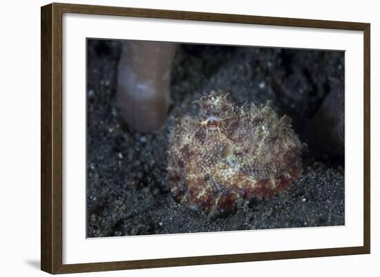 A Small Octopus Sits Camouflaged on a Sandy Seafloor-Stocktrek Images-Framed Photographic Print