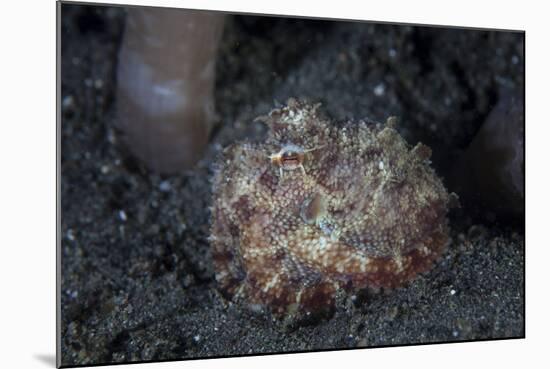 A Small Octopus Sits Camouflaged on a Sandy Seafloor-Stocktrek Images-Mounted Photographic Print