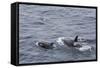 A Small Pod of around 12 Curious Killer Whales (Orcinus Orca)-Michael Nolan-Framed Stretched Canvas