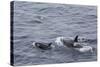 A Small Pod of around 12 Curious Killer Whales (Orcinus Orca)-Michael Nolan-Stretched Canvas