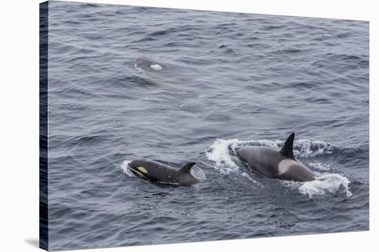 A Small Pod of around 12 Curious Killer Whales (Orcinus Orca)-Michael Nolan-Stretched Canvas