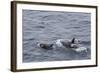 A Small Pod of around 12 Curious Killer Whales (Orcinus Orca)-Michael Nolan-Framed Photographic Print