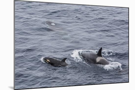 A Small Pod of around 12 Curious Killer Whales (Orcinus Orca)-Michael Nolan-Mounted Photographic Print