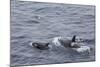 A Small Pod of around 12 Curious Killer Whales (Orcinus Orca)-Michael Nolan-Mounted Photographic Print