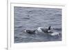 A Small Pod of around 12 Curious Killer Whales (Orcinus Orca)-Michael Nolan-Framed Photographic Print