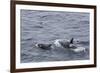 A Small Pod of around 12 Curious Killer Whales (Orcinus Orca)-Michael Nolan-Framed Photographic Print