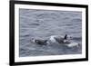 A Small Pod of around 12 Curious Killer Whales (Orcinus Orca)-Michael Nolan-Framed Photographic Print