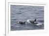 A Small Pod of around 12 Curious Killer Whales (Orcinus Orca)-Michael Nolan-Framed Photographic Print