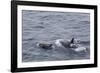 A Small Pod of around 12 Curious Killer Whales (Orcinus Orca)-Michael Nolan-Framed Photographic Print