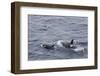 A Small Pod of around 12 Curious Killer Whales (Orcinus Orca)-Michael Nolan-Framed Photographic Print