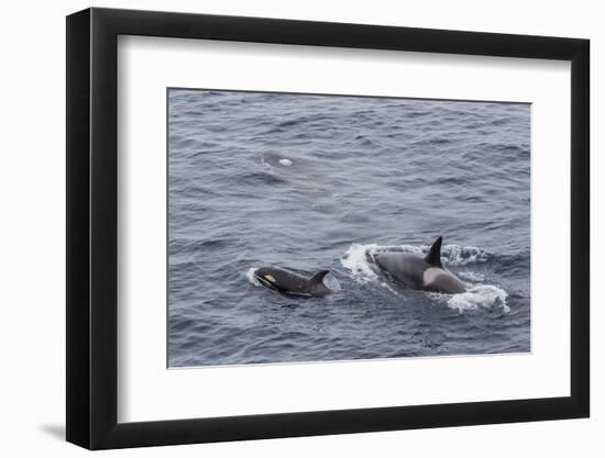 A Small Pod of around 12 Curious Killer Whales (Orcinus Orca)-Michael Nolan-Framed Photographic Print