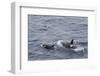 A Small Pod of around 12 Curious Killer Whales (Orcinus Orca)-Michael Nolan-Framed Photographic Print