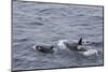 A Small Pod of around 12 Curious Killer Whales (Orcinus Orca)-Michael Nolan-Mounted Photographic Print