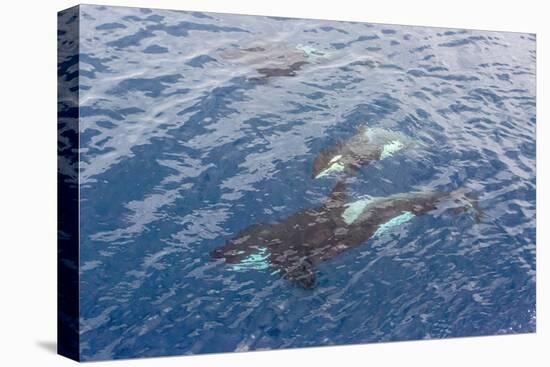 A Small Pod of Curious Killer Whales (Orcinus Orca) Off the Cumberland Peninsula-Michael-Stretched Canvas