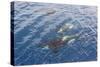 A Small Pod of Curious Killer Whales (Orcinus Orca) Off the Cumberland Peninsula-Michael-Stretched Canvas