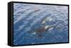 A Small Pod of Curious Killer Whales (Orcinus Orca) Off the Cumberland Peninsula-Michael-Framed Stretched Canvas