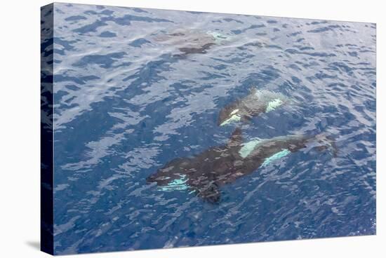 A Small Pod of Curious Killer Whales (Orcinus Orca) Off the Cumberland Peninsula-Michael-Stretched Canvas