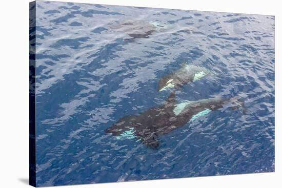 A Small Pod of Curious Killer Whales (Orcinus Orca) Off the Cumberland Peninsula-Michael-Stretched Canvas