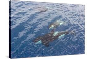 A Small Pod of Curious Killer Whales (Orcinus Orca) Off the Cumberland Peninsula-Michael-Stretched Canvas