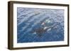 A Small Pod of Curious Killer Whales (Orcinus Orca) Off the Cumberland Peninsula-Michael-Framed Photographic Print