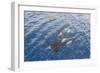 A Small Pod of Curious Killer Whales (Orcinus Orca) Off the Cumberland Peninsula-Michael-Framed Photographic Print