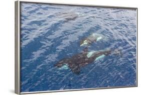 A Small Pod of Curious Killer Whales (Orcinus Orca) Off the Cumberland Peninsula-Michael-Framed Photographic Print