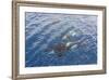 A Small Pod of Curious Killer Whales (Orcinus Orca) Off the Cumberland Peninsula-Michael-Framed Photographic Print