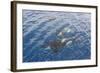 A Small Pod of Curious Killer Whales (Orcinus Orca) Off the Cumberland Peninsula-Michael-Framed Photographic Print