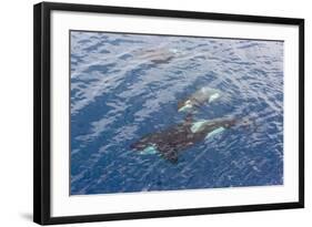 A Small Pod of Curious Killer Whales (Orcinus Orca) Off the Cumberland Peninsula-Michael-Framed Photographic Print