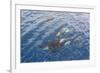 A Small Pod of Curious Killer Whales (Orcinus Orca) Off the Cumberland Peninsula-Michael-Framed Photographic Print