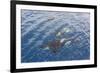 A Small Pod of Curious Killer Whales (Orcinus Orca) Off the Cumberland Peninsula-Michael-Framed Photographic Print