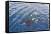 A Small Pod of Curious Killer Whales (Orcinus Orca) Off the Cumberland Peninsula-Michael-Framed Stretched Canvas