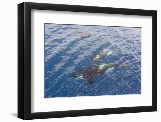 A Small Pod of Curious Killer Whales (Orcinus Orca) Off the Cumberland Peninsula-Michael-Framed Photographic Print