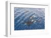 A Small Pod of Curious Killer Whales (Orcinus Orca) Off the Cumberland Peninsula-Michael-Framed Photographic Print