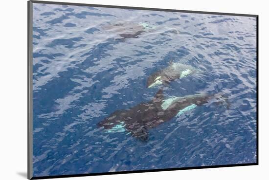A Small Pod of Curious Killer Whales (Orcinus Orca) Off the Cumberland Peninsula-Michael-Mounted Photographic Print
