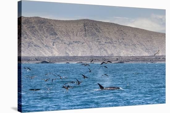 A Small Pod of Four or Five Killer Whales (Orcinus Orca) Feeding Amongst Frigatebirds-Michael Nolan-Stretched Canvas
