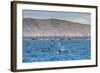 A Small Pod of Four or Five Killer Whales (Orcinus Orca) Feeding Amongst Frigatebirds-Michael Nolan-Framed Photographic Print