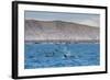 A Small Pod of Four or Five Killer Whales (Orcinus Orca) Feeding Amongst Frigatebirds-Michael Nolan-Framed Photographic Print