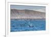 A Small Pod of Four or Five Killer Whales (Orcinus Orca) Feeding Amongst Frigatebirds-Michael Nolan-Framed Photographic Print