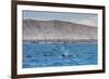 A Small Pod of Four or Five Killer Whales (Orcinus Orca) Feeding Amongst Frigatebirds-Michael Nolan-Framed Photographic Print