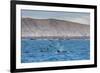 A Small Pod of Four or Five Killer Whales (Orcinus Orca) Feeding Amongst Frigatebirds-Michael Nolan-Framed Photographic Print