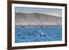 A Small Pod of Four or Five Killer Whales (Orcinus Orca) Feeding Amongst Frigatebirds-Michael Nolan-Framed Photographic Print