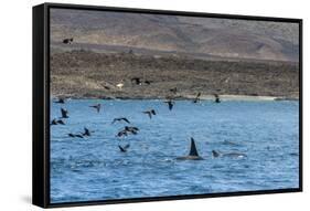 A Small Pod of Four or Five Killer Whales (Orcinus Orca) Feeding Amongst Frigatebirds-Michael Nolan-Framed Stretched Canvas